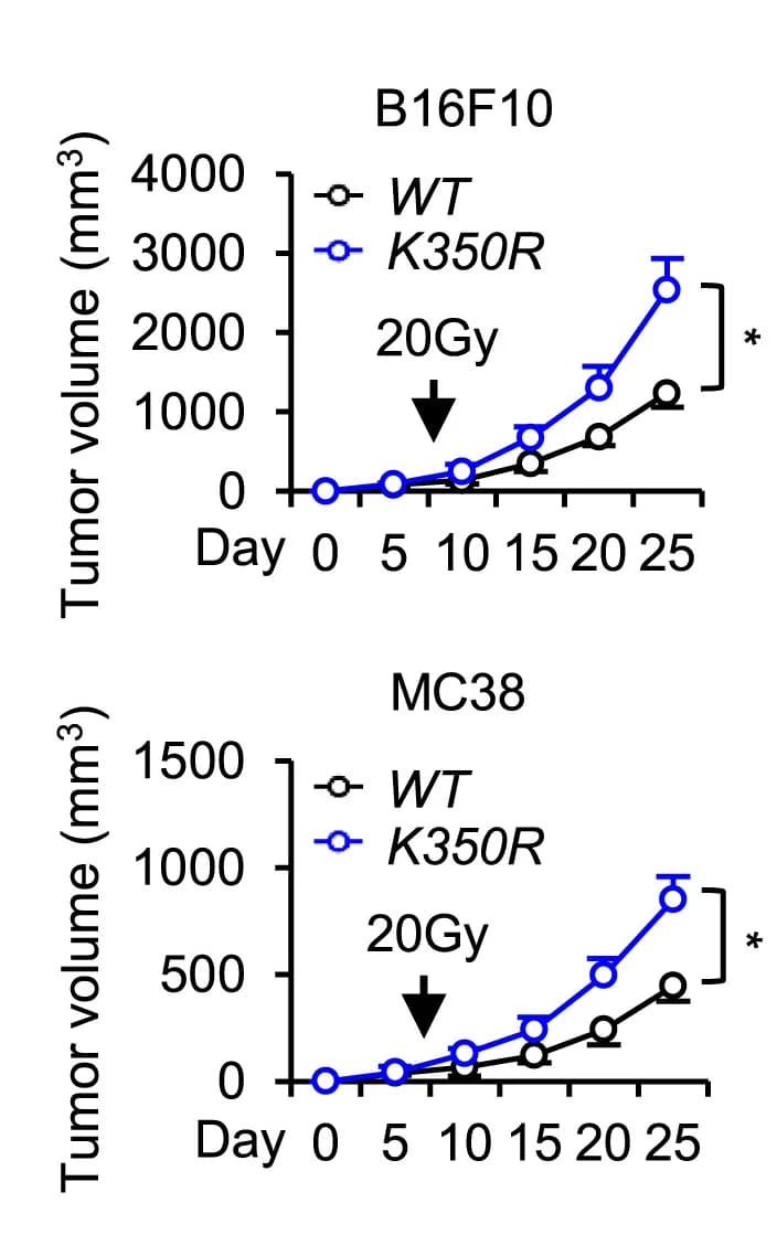 Open access visualization of Line Plot, Error Bars, Tumor Growth, B16F10, MC38