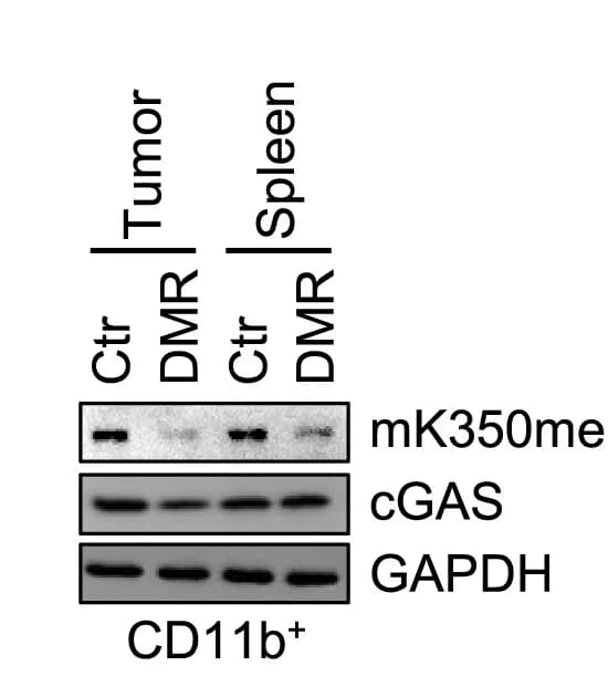 Open access visualization of Gel, cGAS Methylation, CD11b+ Cells, Tumors, Spleen