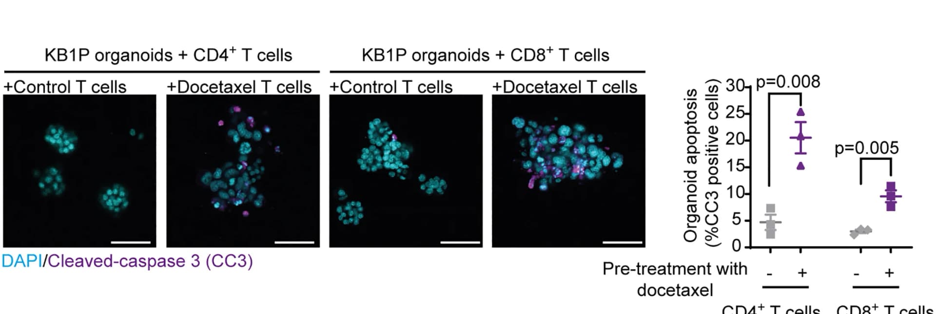 Open access visualization of Scatter Plot, Error Bars, Microscopy, Immunofluorescent Staining, Cleaved-Caspase 3