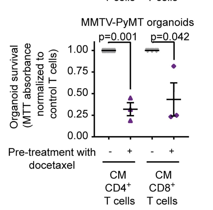 Open access visualization of Scatter Plot, Error Bars, MTT Assay, Organoid Survival, MMTV-PyMT Organoids
