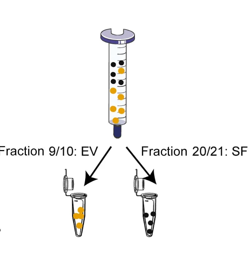 Open access visualization of Workflow, Illustration, Schematic Representation, Extracellular Vesicle Fraction, Soluble Fraction
