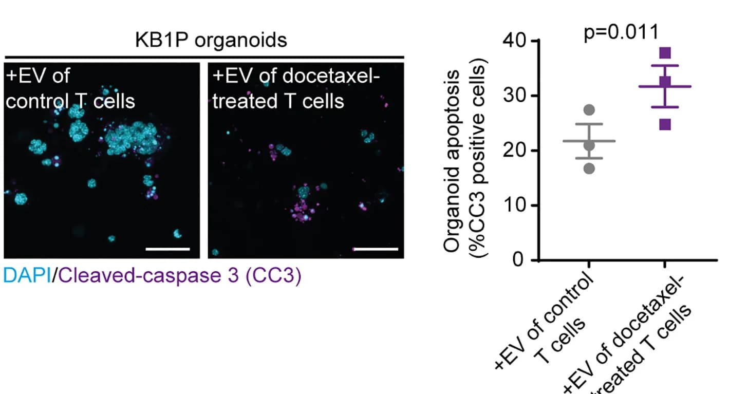 Open access visualization of Microscopy, Scatter Plot, Error Bars, Immunofluorescent Staining, Cleaved-Caspase 3