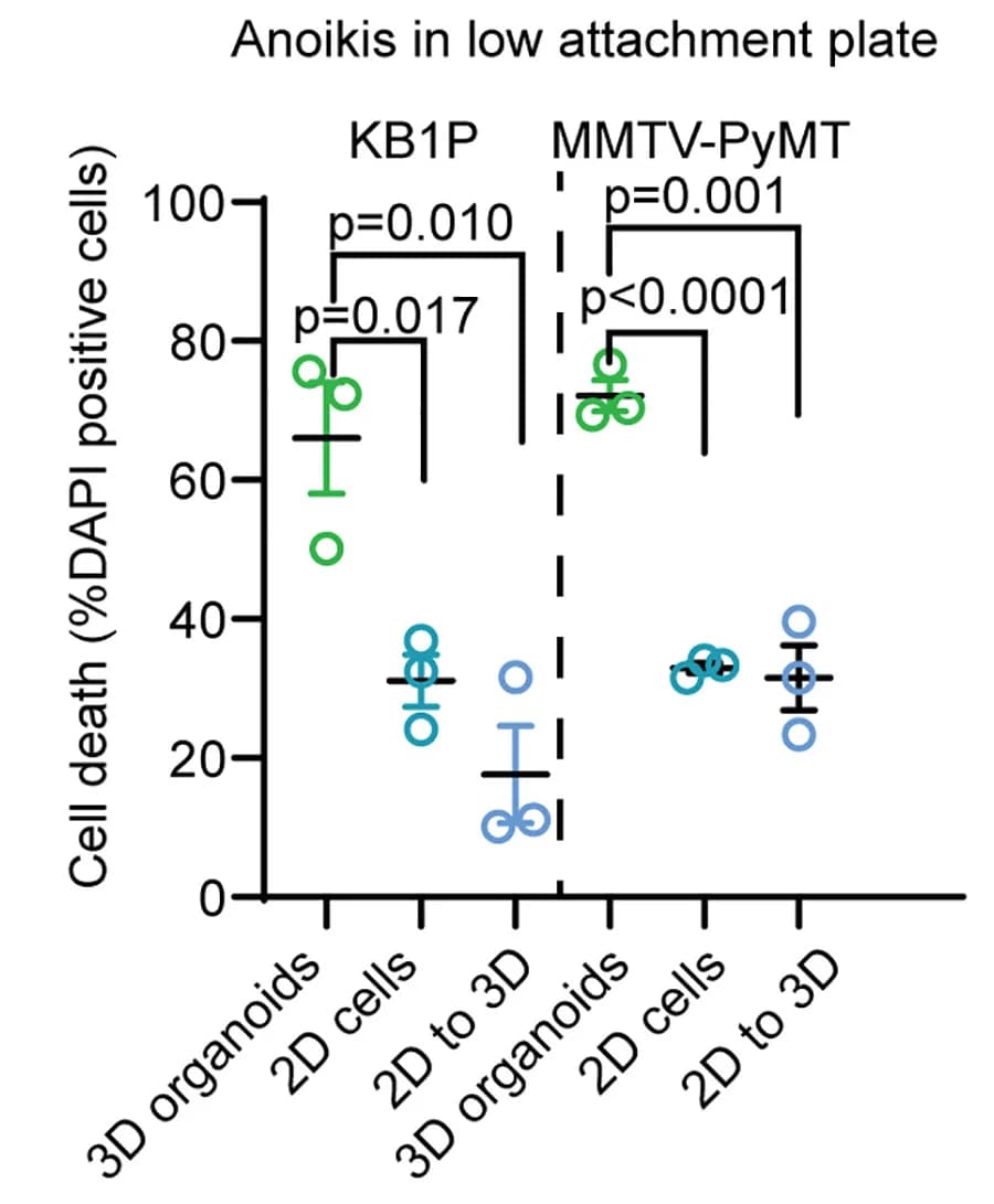 Open access visualization of Scatter Plot, Error Bars, Cell Death, 3D Organoids, 2D Cells