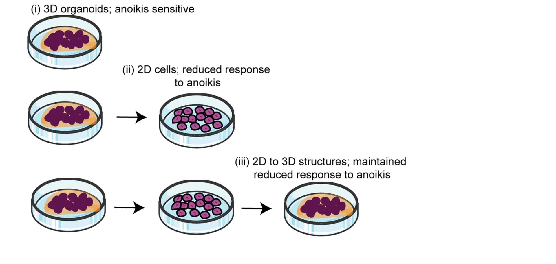 Open access visualization of Workflow, Illustration, 3D Organoids, 2D Cell Lines, Cell Culture