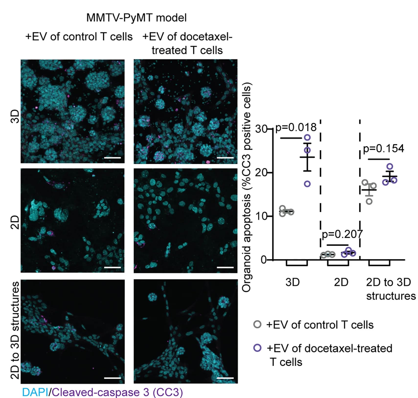 Open access visualization of Microscopy, Scatter Plot, Error Bars, Cleaved-Caspase 3, Immunofluorescence Staining