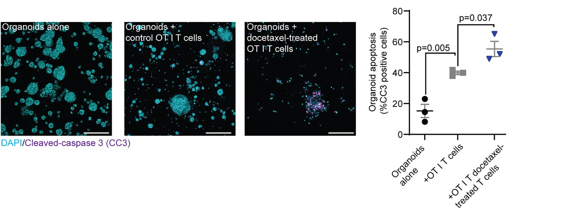 Open access visualization of Microscopy, Error Bars, Cleaved-Caspase 3, Immunofluorescent Staining, MMTV-PyMT Organoids