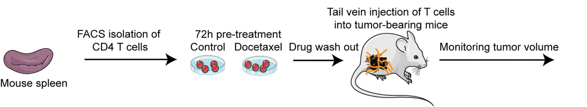 Open access visualization of Workflow, Flowchart, Illustration, Experiment Design, Schematic Representation