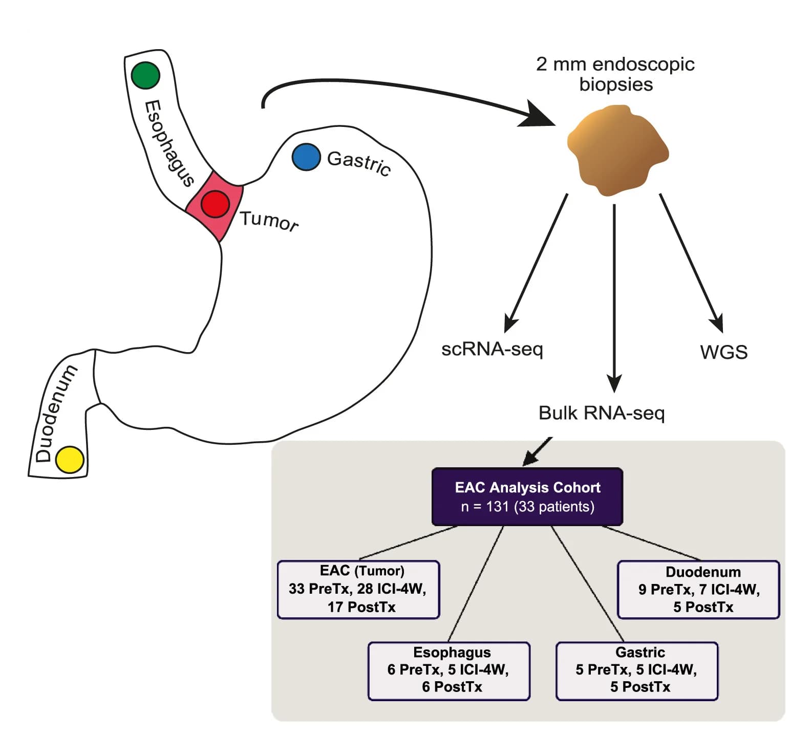 Open access visualization of Workflow, Flowchart, Illustration, Endoscopic Sampling, Biomarker Analysis