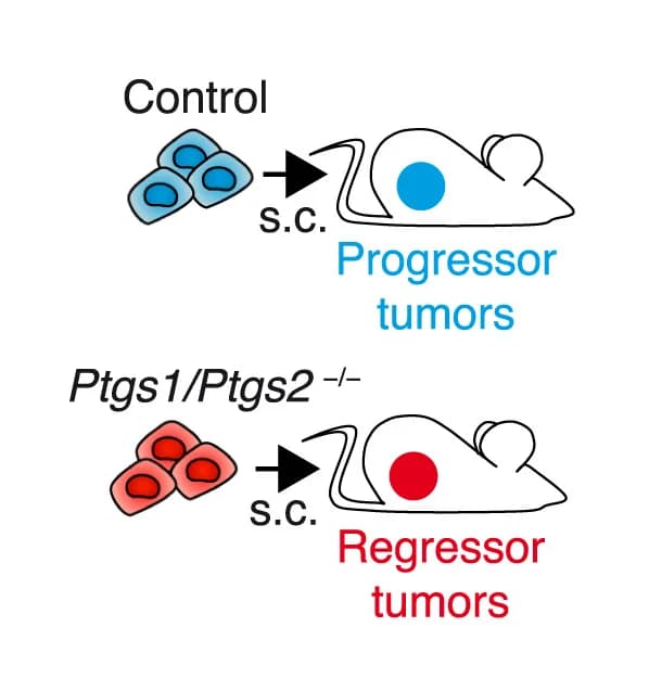 Open access visualization of Workflow, Illustration, Tumor Models, Regressor, Progressor