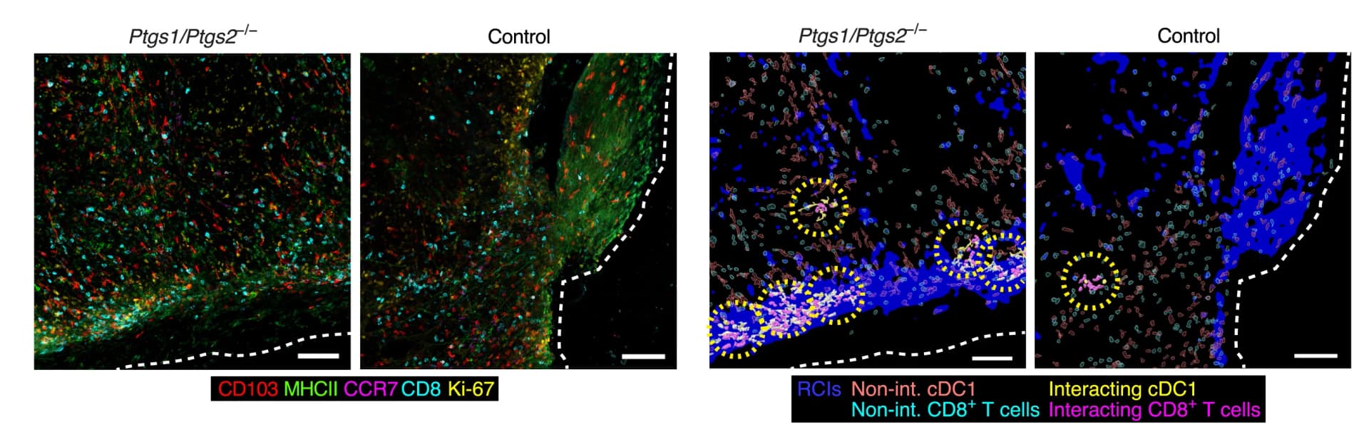 Open access visualization of Microscopy, Confocal Images, Rendered Cells, cDC1-CD8+T Cell Clusters, RCIs