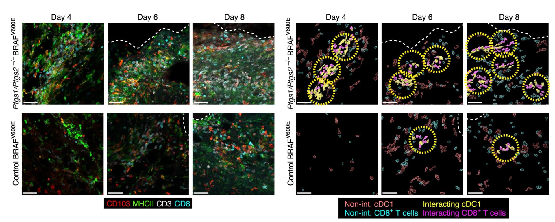 Open access visualization of Microscopy, cDC1-CD8+T Cell Clusters, Tumors, Tumor Transplantation