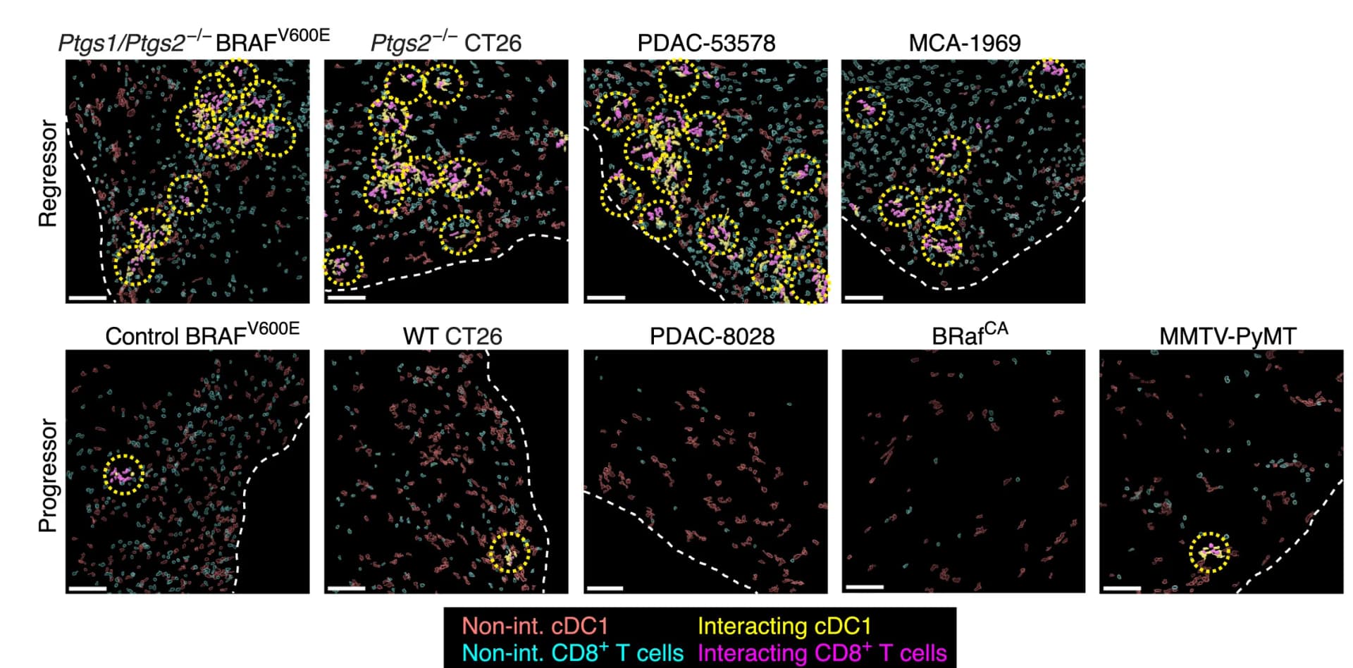 Open access visualization of Microscopy, Intratumoral cDC1-CD8+T Cell Clusters, Cancer Models, Tumors