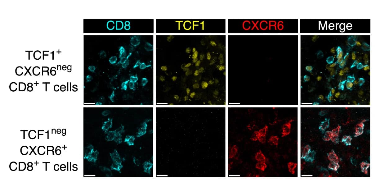 Open access visualization of Microscopy, T Cells