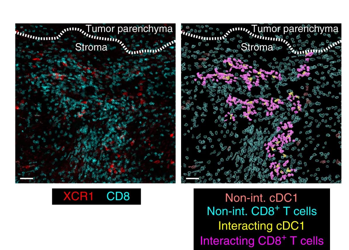 Open access visualization of Microscopy, cDC1-CD8+T Cell Clusters, Stroma-Tumor Interface
