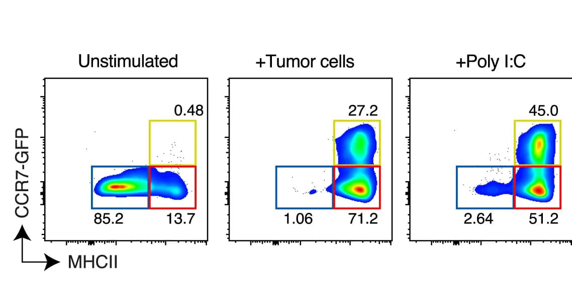 Open access visualization of Scatter Plot, MHCIIlocDC1, DC Cultures, FACS, Tumor Cells