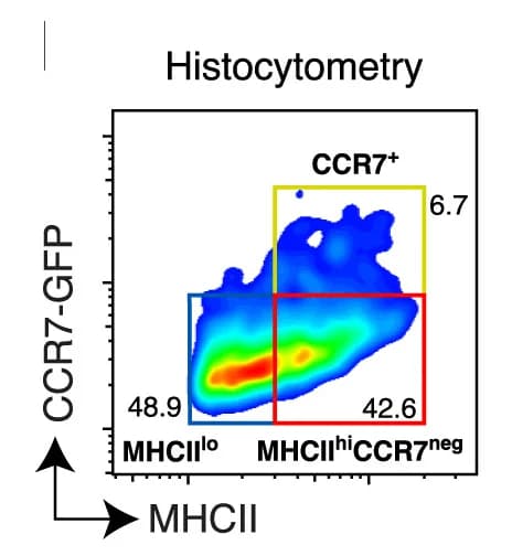 Open access visualization of Scatter Plot, Density Plot, cDC1 Subpopulations, Tumor, Mice