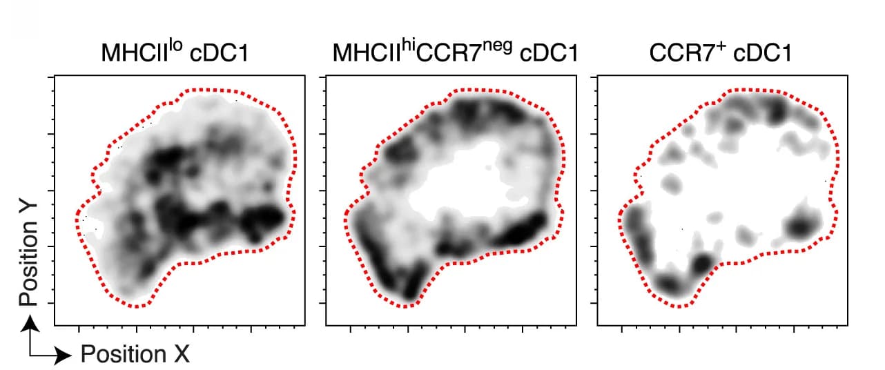 Open access visualization of Heatmap, cDC1 Subpopulations, Tumor, Cell Localization