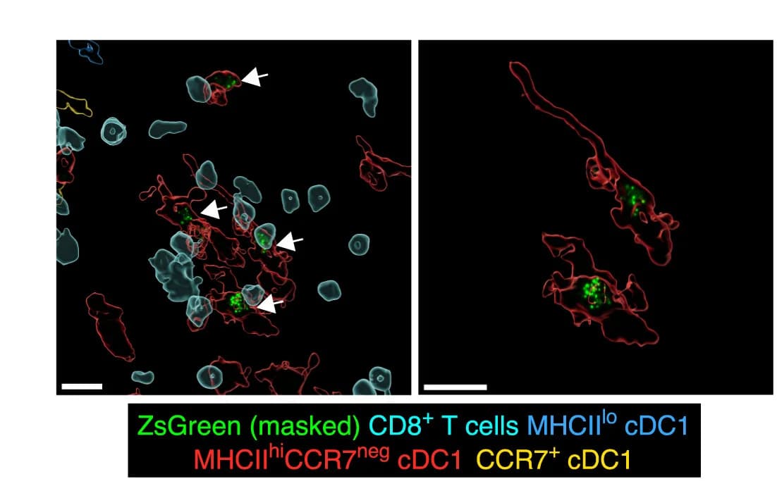 Open access visualization of Microscopy, Tumor Antigen Uptake, cDC1 Subpopulations, Tumor
