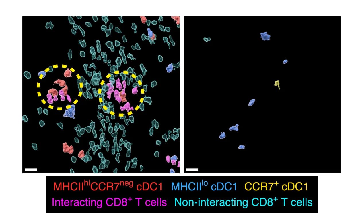Open access visualization of Microscopy, Localization, MHCIIhiCCR7negcDC1 Subpopulations, Cell Clusters, CD8+ T Cells