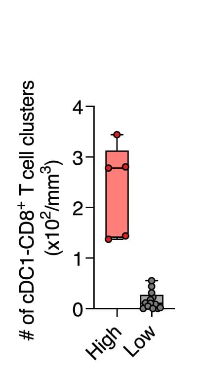 Open access visualization of Box Plot, Scatter Plot, Quantification, cDC1-CD8+ T Cell Clusters, Patient Subgroups