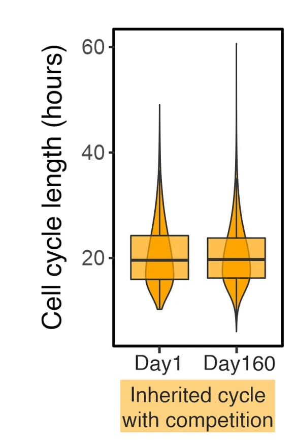 Open access visualization of Violin Plot, Box Plot, Raincloud Plot, Cell Cycle Length, Clone-Based Competition