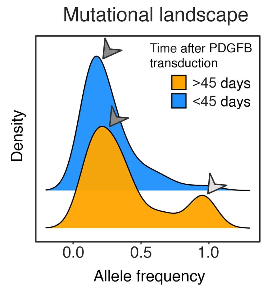 Open access visualization of Density Plot, Line Plot, Density Plots, Allele Frequencies, Genomic Variations