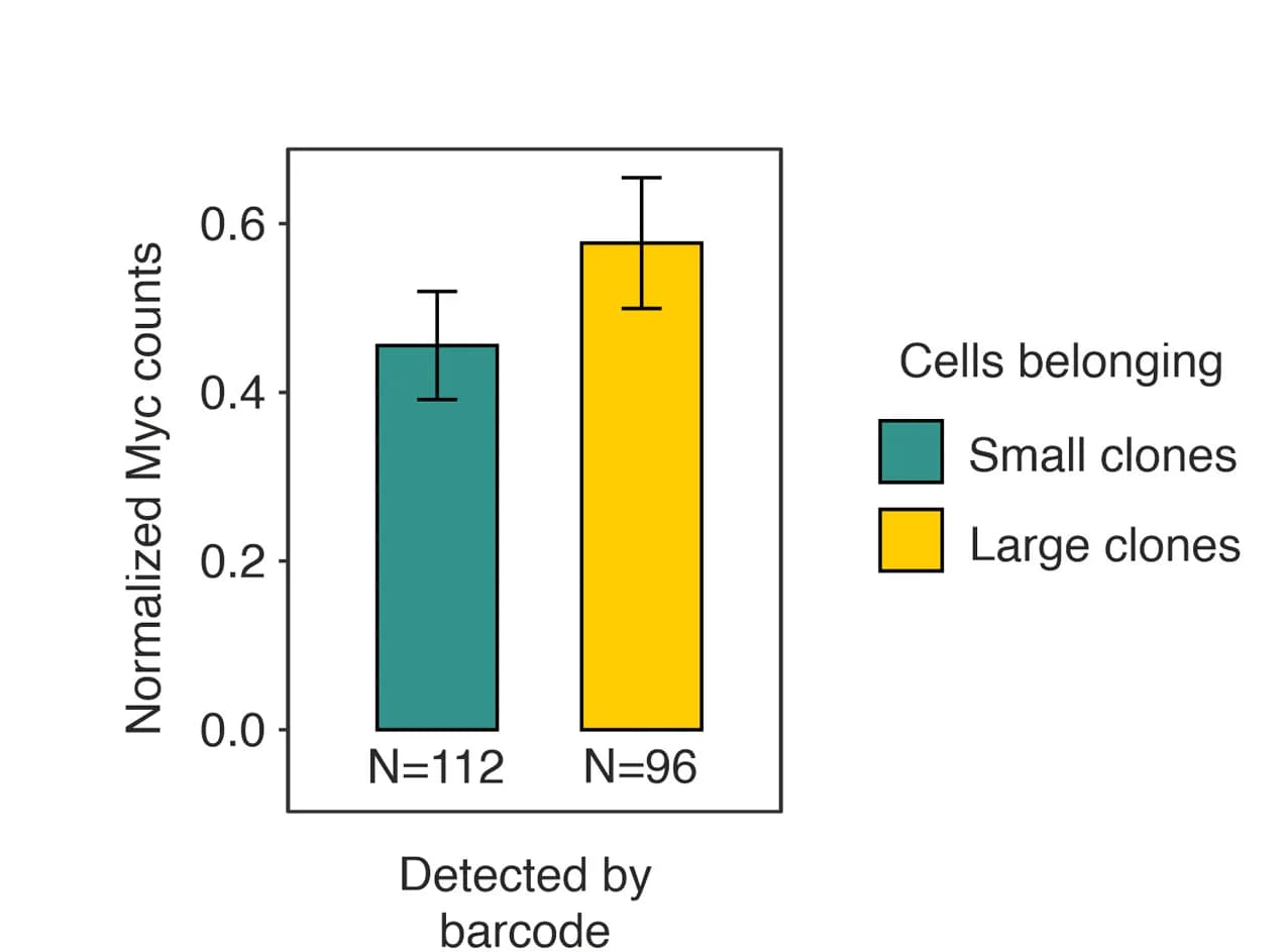Open access visualization of Bar Plot, Error Bars, Clustered, Myc Expression, Large Clones