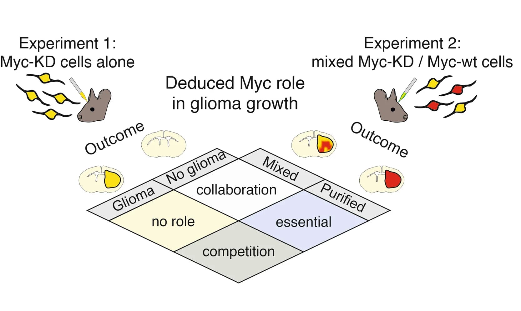 Open access visualization of Workflow, Illustration, Experimental Design, Myc, Glioma Growth