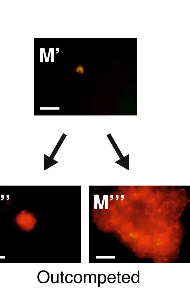 Open access visualization of Microscopy, Outcompeted Scenario, Spheroid, RFPpos cells, GFPpos cells