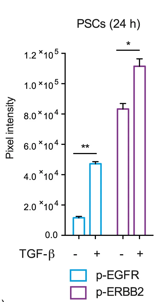 Open access visualization of Bar Plot, Error Bars, Quantification, p-EGFR, p-ERBB2