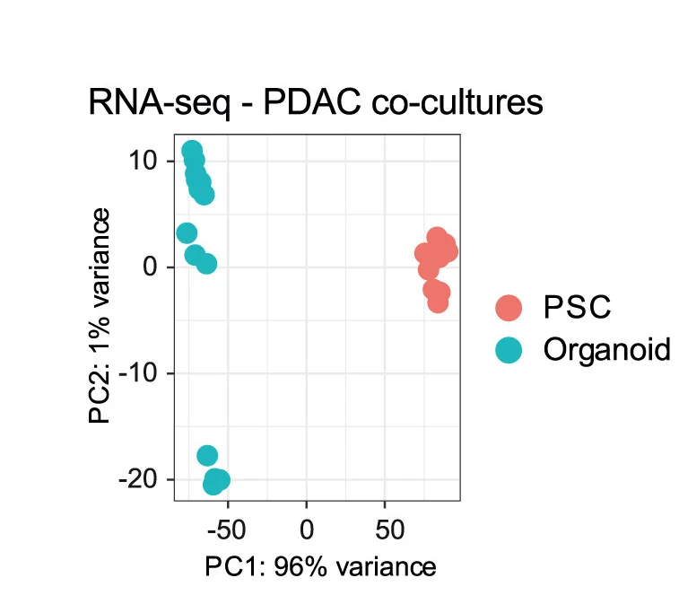 Open access visualization of Scatter Plot, PCA, Principal Component Analysis, PSCs, PDAC Organoids