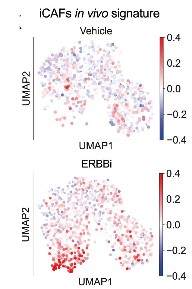 Open access visualization of UMAP, Scatter Plot, UMAP Plots, CAFs, ERBBi