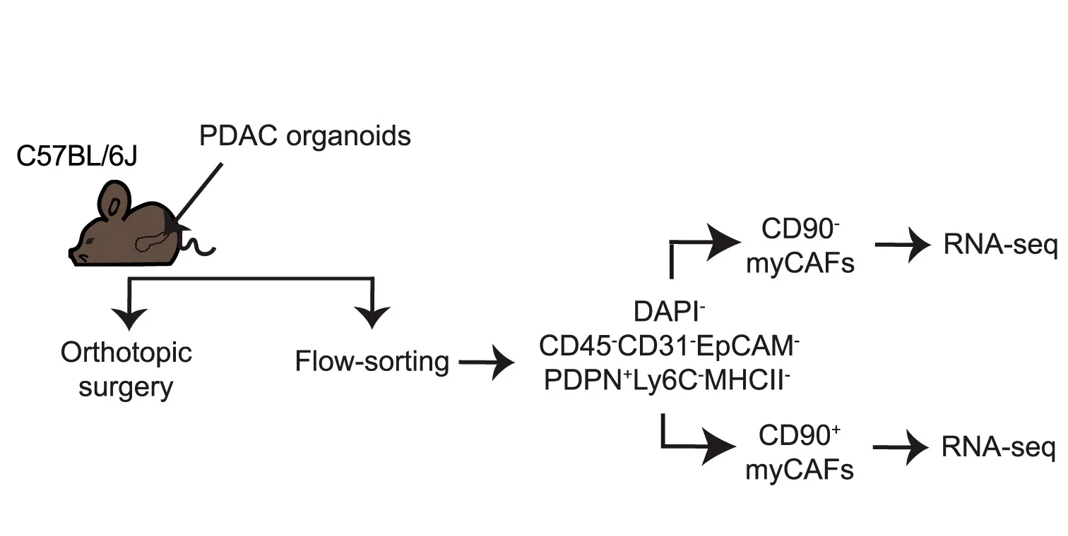 Open access visualization of Workflow, Flowchart, Illustration, Flow Sorting, RNA-Seq