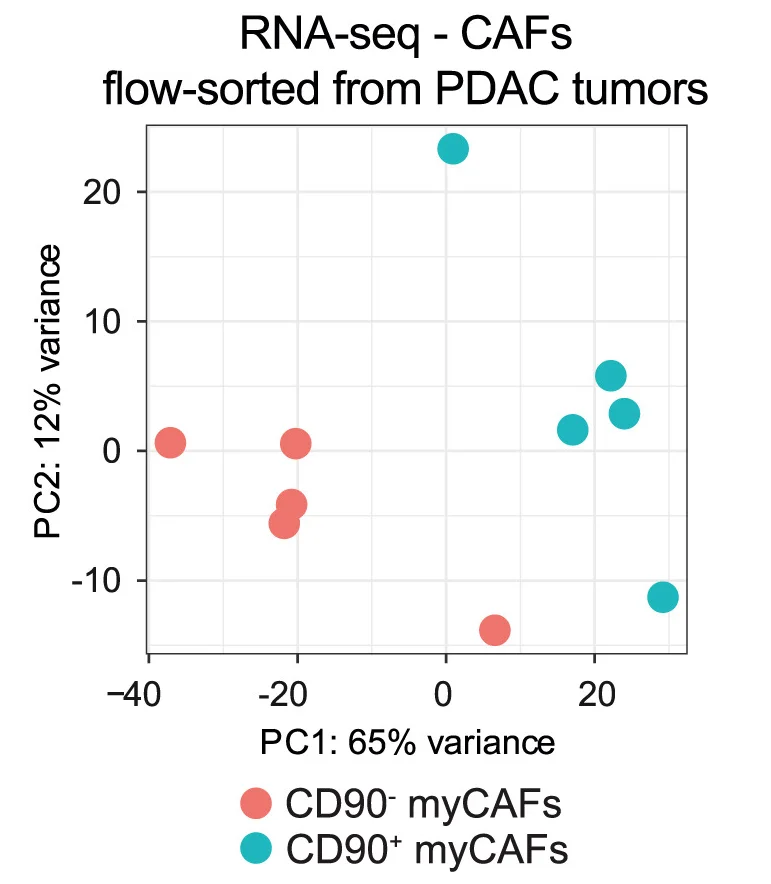 Open access visualization of Scatter Plot, PCA, CD90−myCAFs, CD90+myCAFs