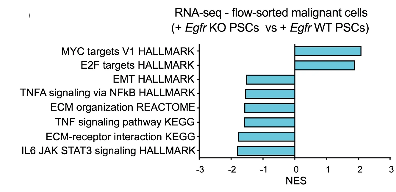Open access visualization of Bar Plot, Pathways, GSEA, Malignant Cells, PDAC Organoid