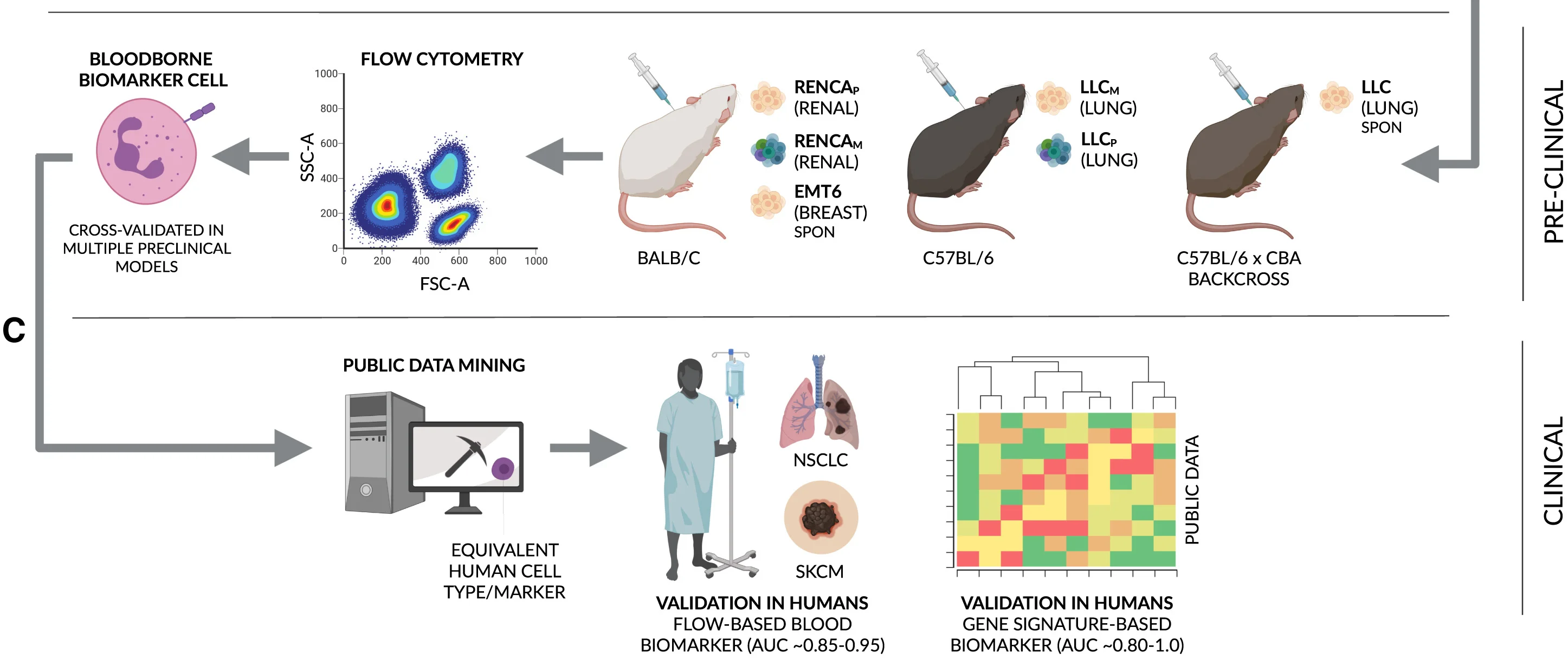 Open access visualization of Scatter Plot, Heatmap, Workflow, Illustration, Mouse Strains