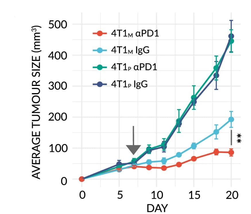 Open access visualization of Line Plot, Error Bars, Tumor Growth Profile, BALB/c Mice, 4T1 Breast Cancer
