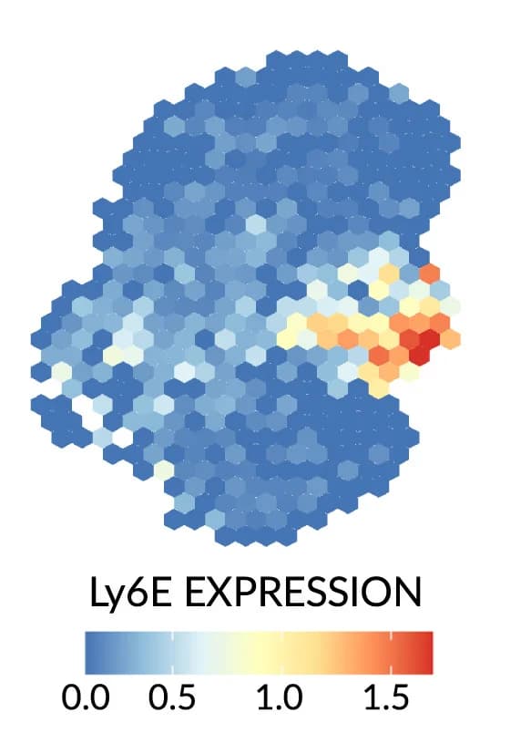 Open access visualization of Heatmap, Ly6E, Gene Expression