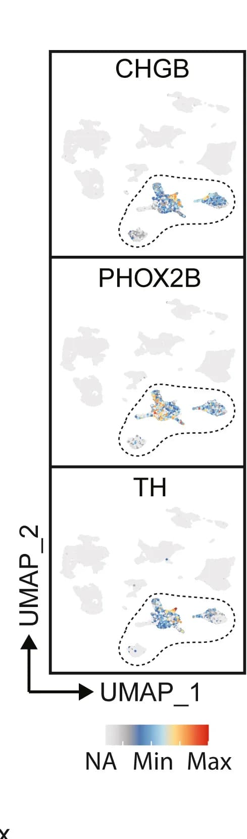 Open access visualization of Scatter Plot, UMAP, Neuroblastoma, Genes