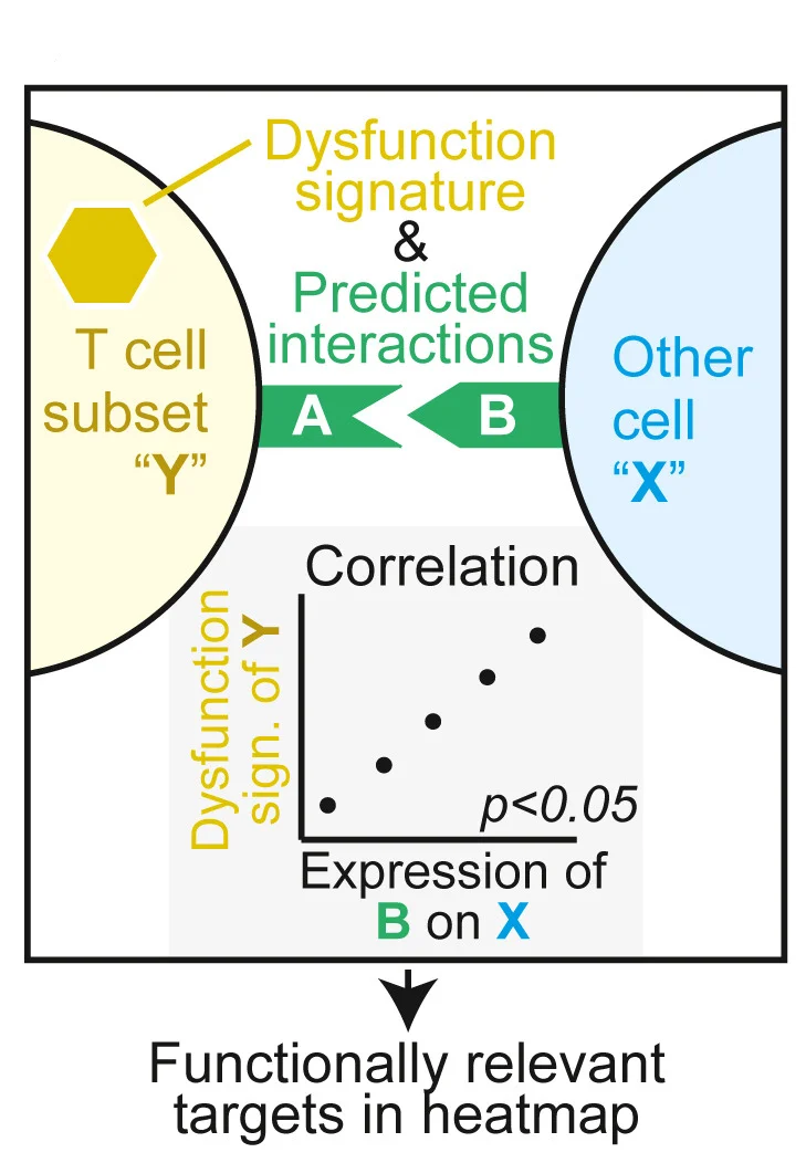 Open access visualization of Workflow, Scatter Plot, Genes, Ligand-Receptor Interaction, T Cell Subsets