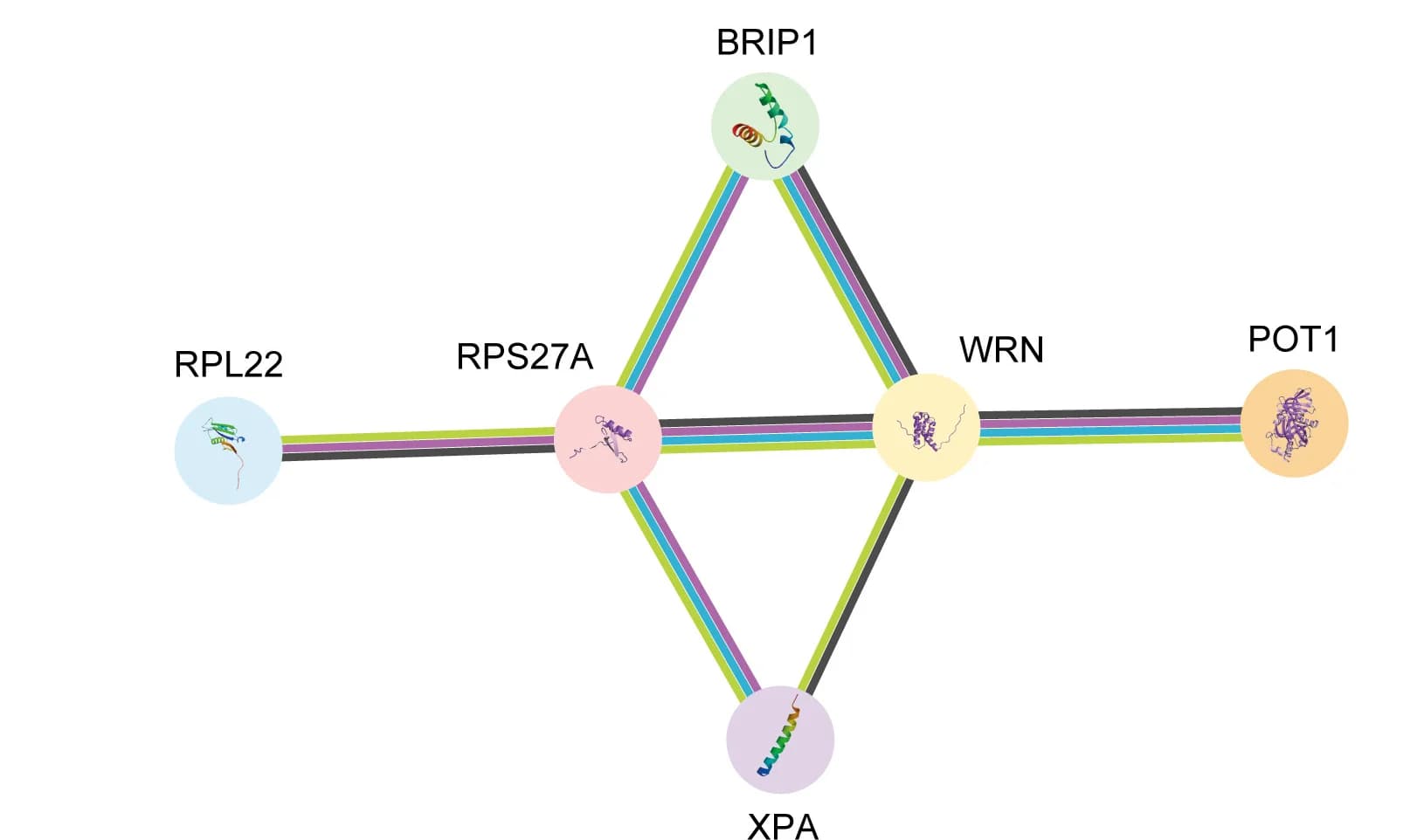 Open access visualization of Network, Pathway, STRING Network, Dual Markers, WRN