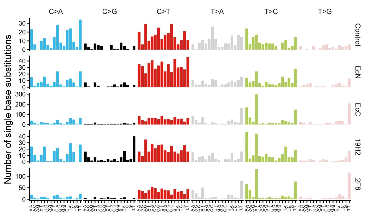 Open access visualization of Bar Plot, SBS Spectra, Organoids, E. Coli Strains, Control
