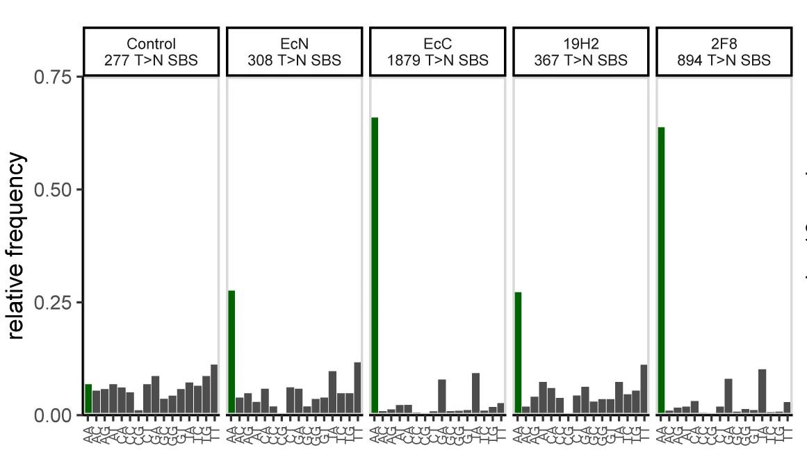 Open access visualization of Bar Plot, Dinucleotide, Mutations, Organoids, E. Coli Strains