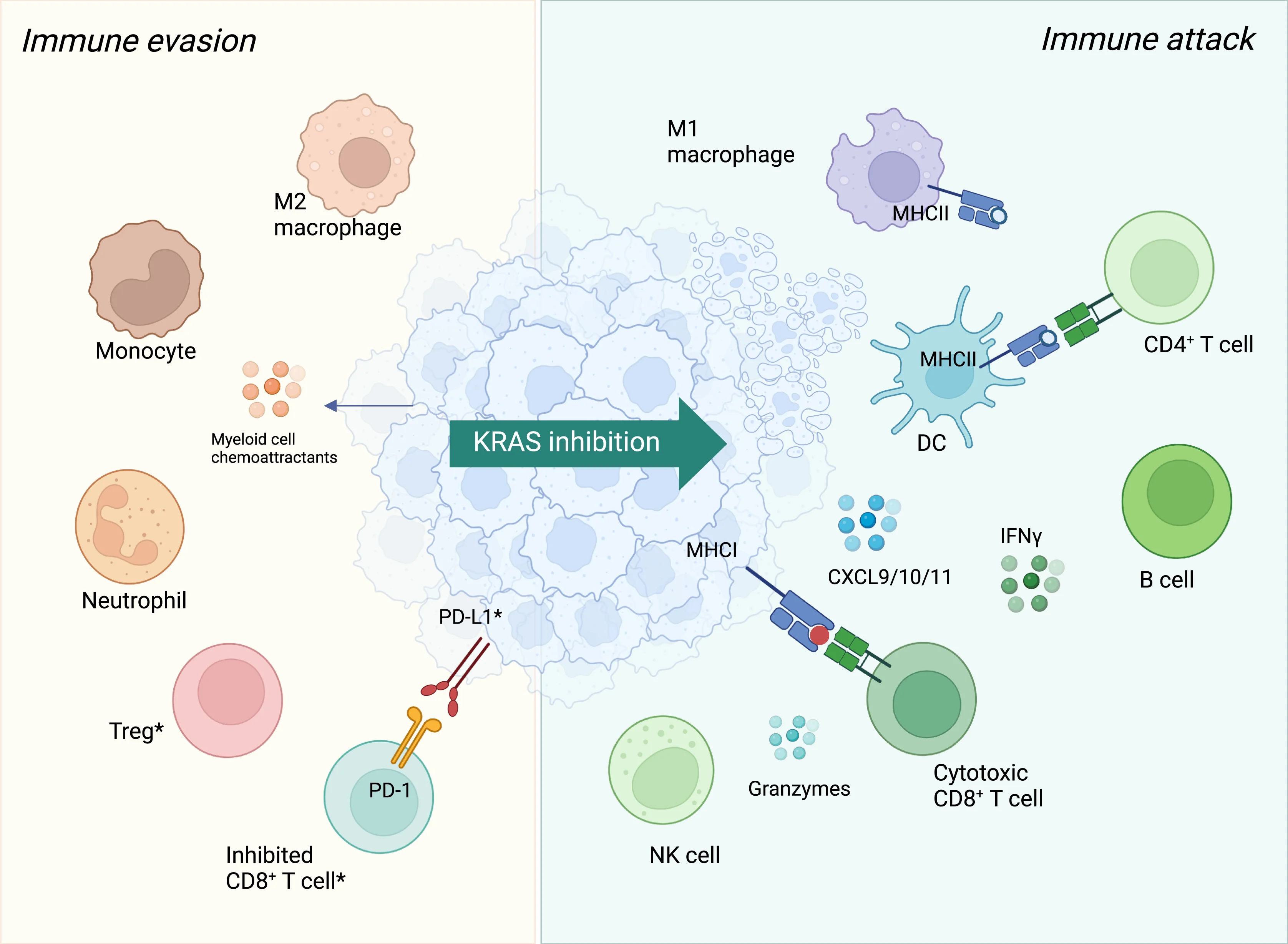 Open access visualization of Illustration, Workflow, KRAS Inhibition, Immune Evasion, Immune Attack