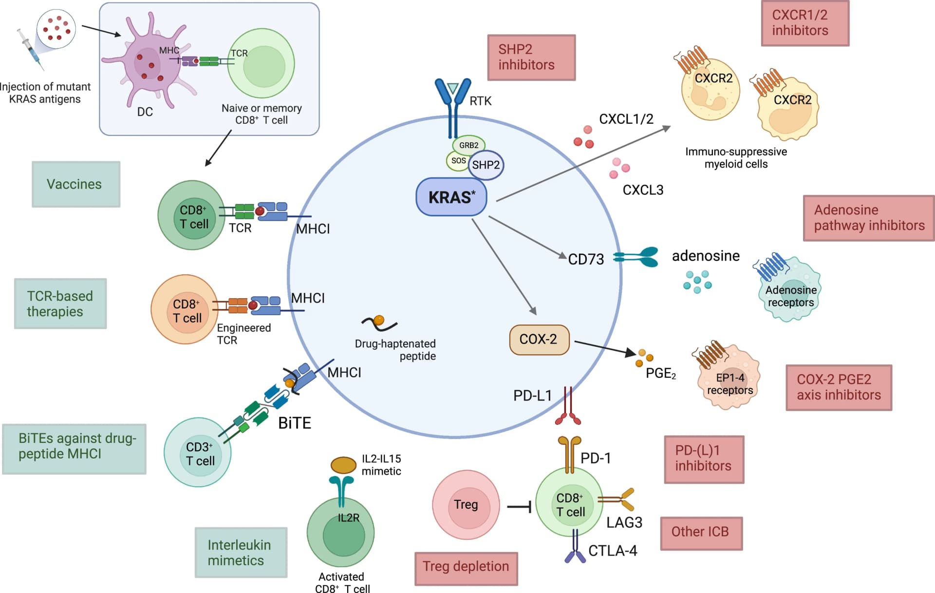 Open access visualization of Workflow, Illustration, Therapeutic Strategies, Immune Targeting, KRAS Mutant Tumors