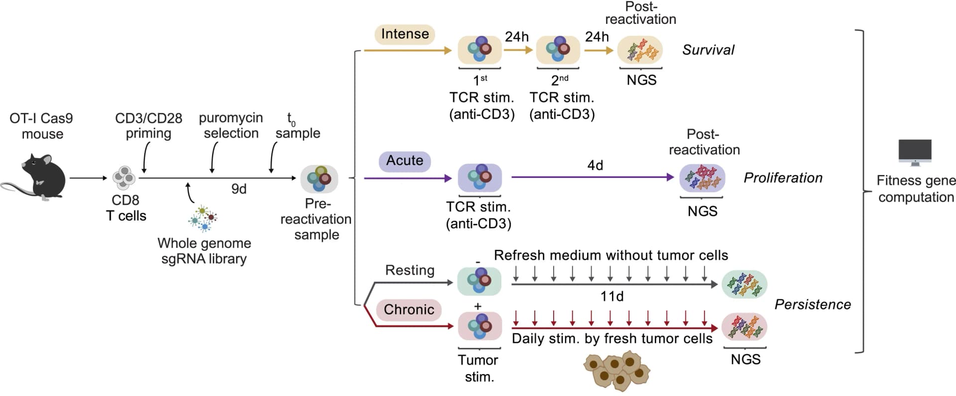 Open access visualization of Workflow, Flowchart, Illustration, T Cell Stimulation