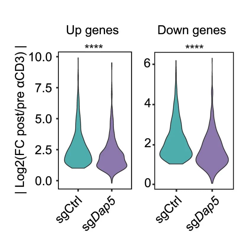 Open access visualization of Violin Plot, Flow Cytometry, T Cells, CD3 Stimulation, Mann-Whitney Test