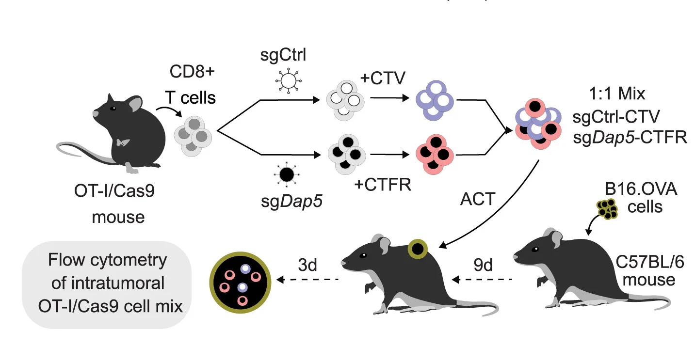 Open access visualization of Workflow, Illustration, In Vivo, Competition Assay