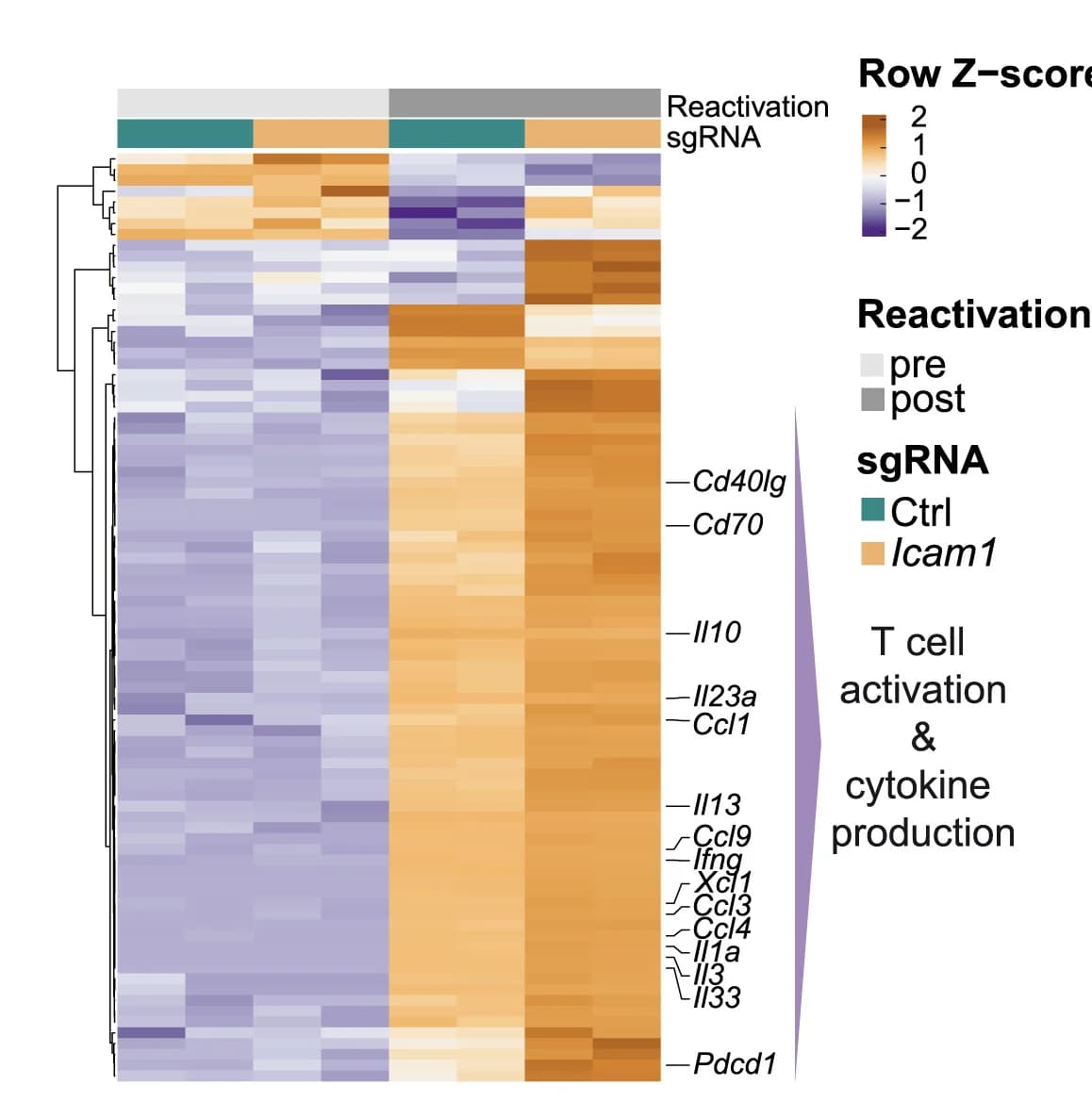 Open access visualization of Heatmap, Clustered, Transcriptomic profiling, T Cells, CD3 stimulation