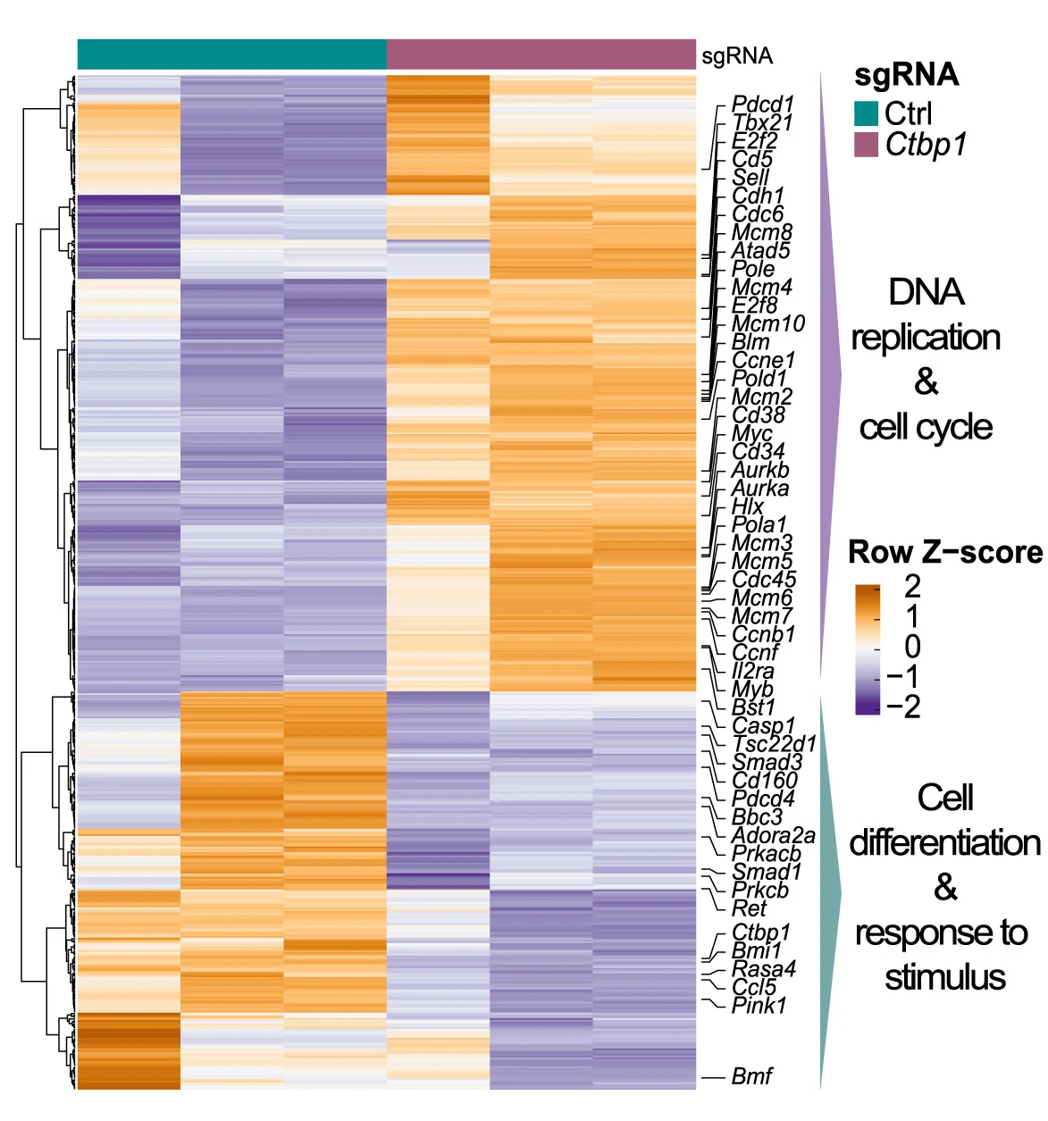 Open access visualization of Heatmap, Clustered, GSEA, ZEB1-KO, ZEB2-KO